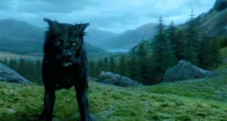 "Berry" era el nombre verdadero del perro que interpreto a "Snuffles" la version animal de Sirius Black