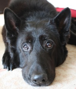 El perro que interpreto la version animal de "Sirus Black" en Harry Potter y el prisionero de Azkaban (Picture by Nigel Bowles 01273 486851;) 